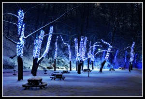 LED christmas-lights-trees